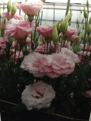 長持ちします!_d0099708_9511880.jpg