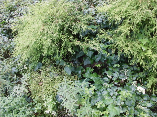 Maxに乾燥 強風に強い植物たち Natural Gardening