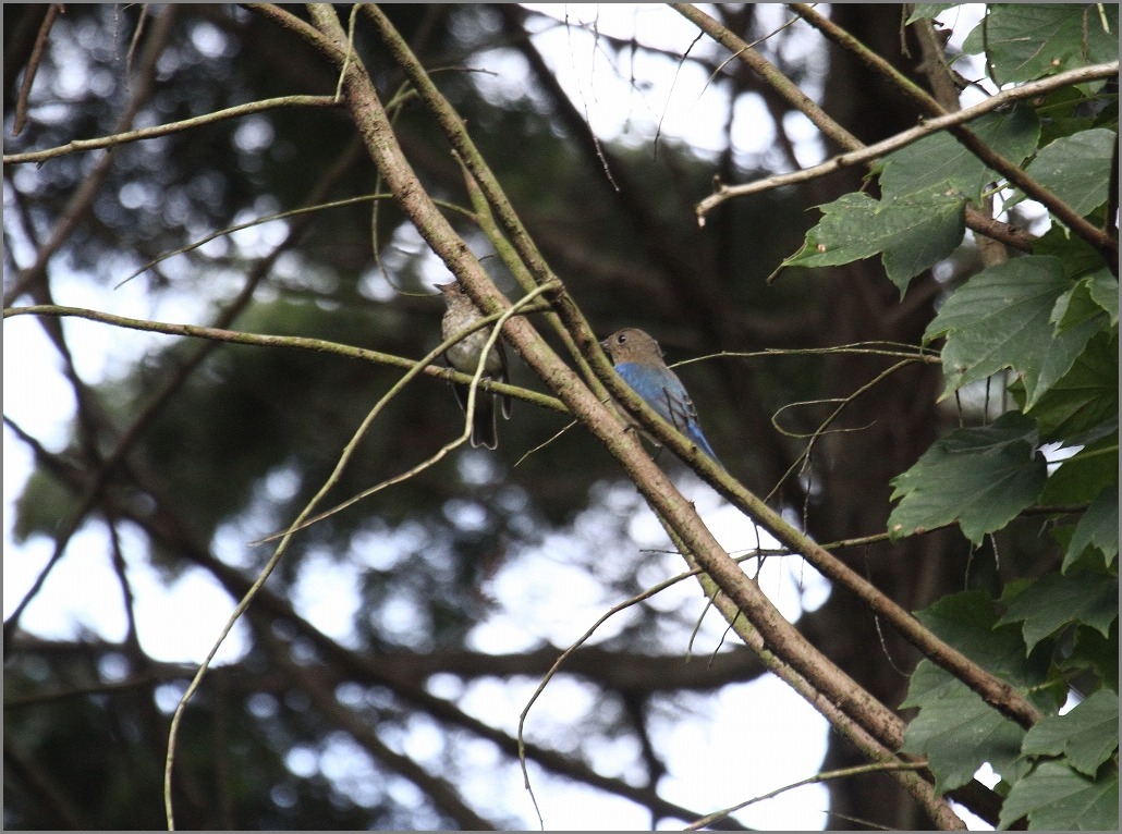 華やかな裏山_f0221514_192090.jpg