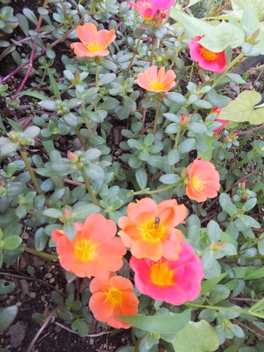 f0320815_20195682.jpg