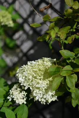 今日のわが庭 ノリウツギ ライムライト Hana 花 菜園日記