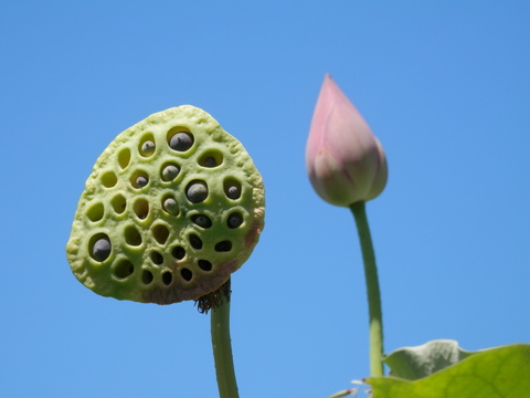 蓮の花、まだ咲いていました_e0288951_14421874.jpg