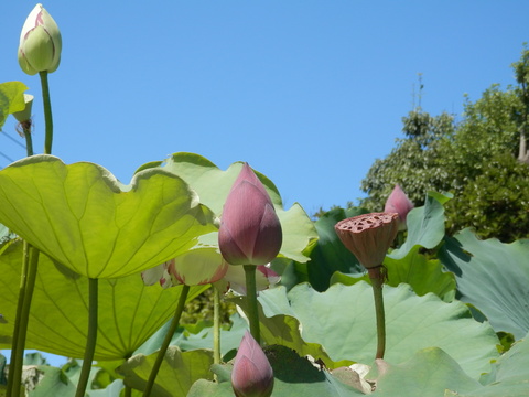 蓮の花、まだ咲いていました_e0288951_152264.jpg