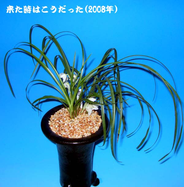 奥地蘭命拾いした蓮弁蘭　　　　　　　　　　　　　　　Ｎｏ．１４２２_d0103457_235046.jpg