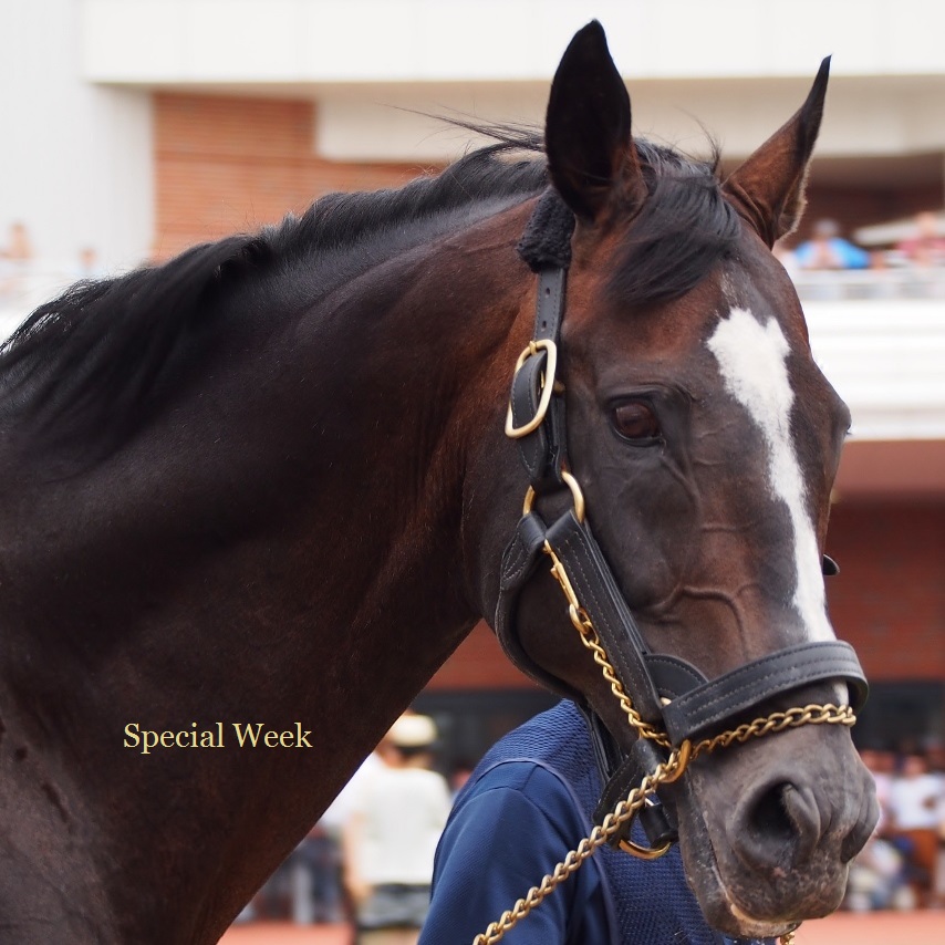 函館競馬場2014 ② 「スペシャルウィーク編」_e0282161_10323471.jpg