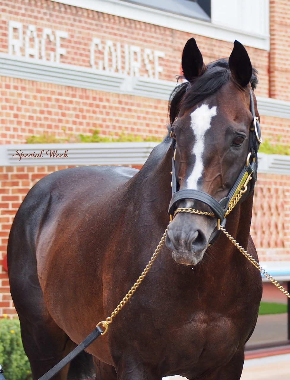 函館競馬場2014 ② 「スペシャルウィーク編」_e0282161_1119256.jpg