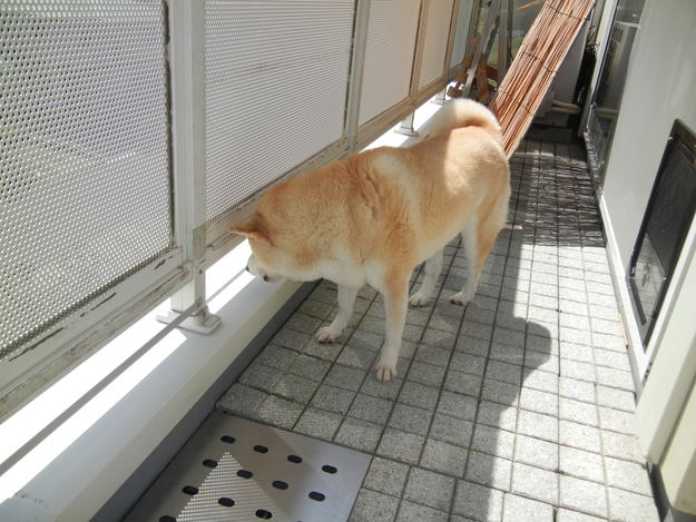 ’14,8,6(水)心ちゃんが雀を~~~!_f0060461_111868.jpg