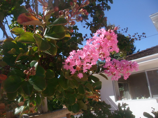 c0115366_16212010.jpg