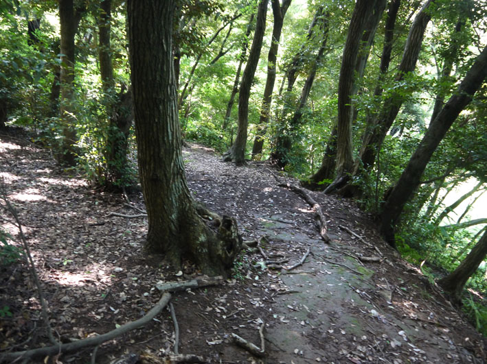 「（仮称）山崎・台峯緑地実施設計（案）」への意見書を提出_c0014967_1635630.jpg