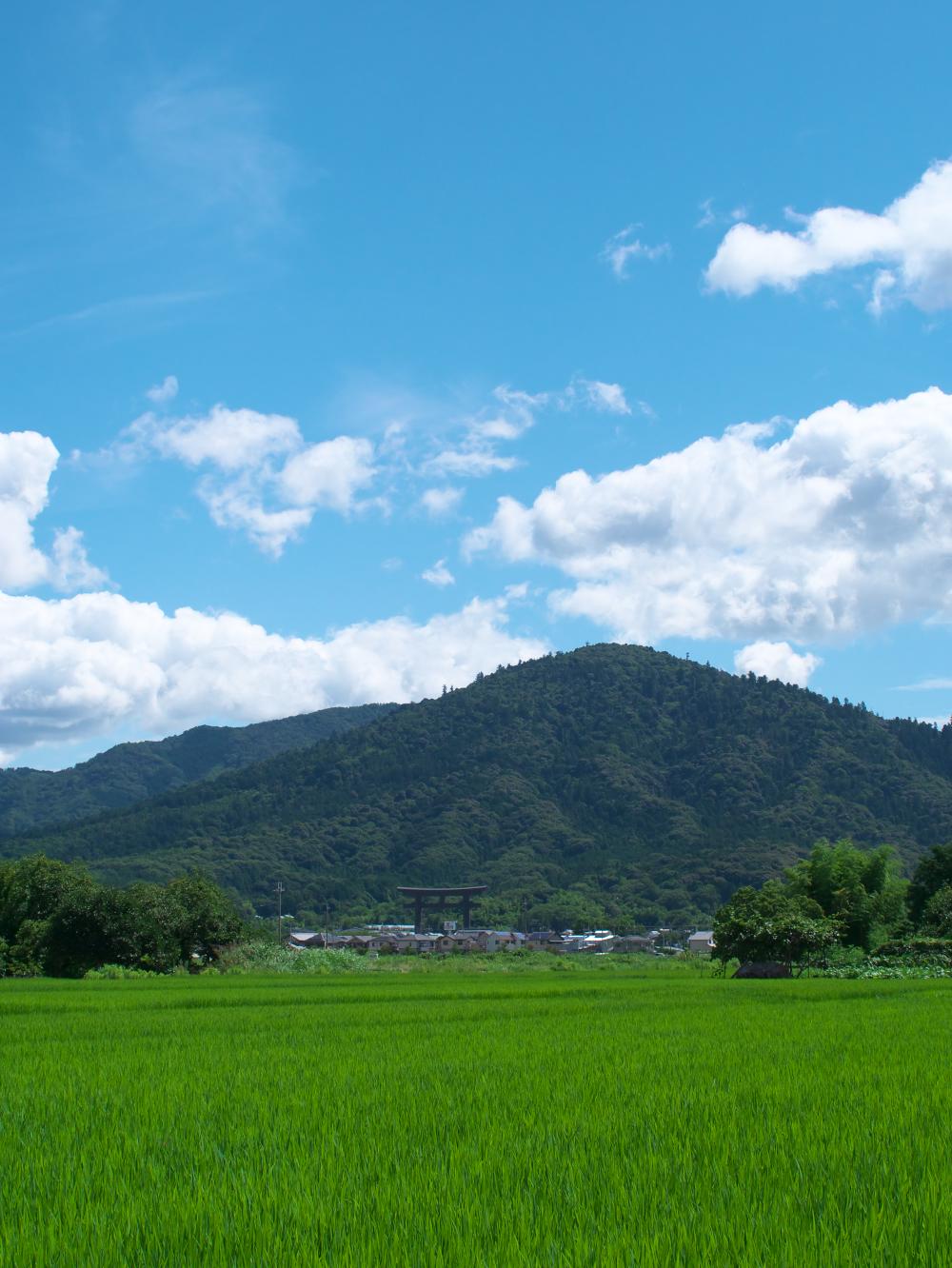 三輪の青田と大鳥居_b0161171_1183587.jpg