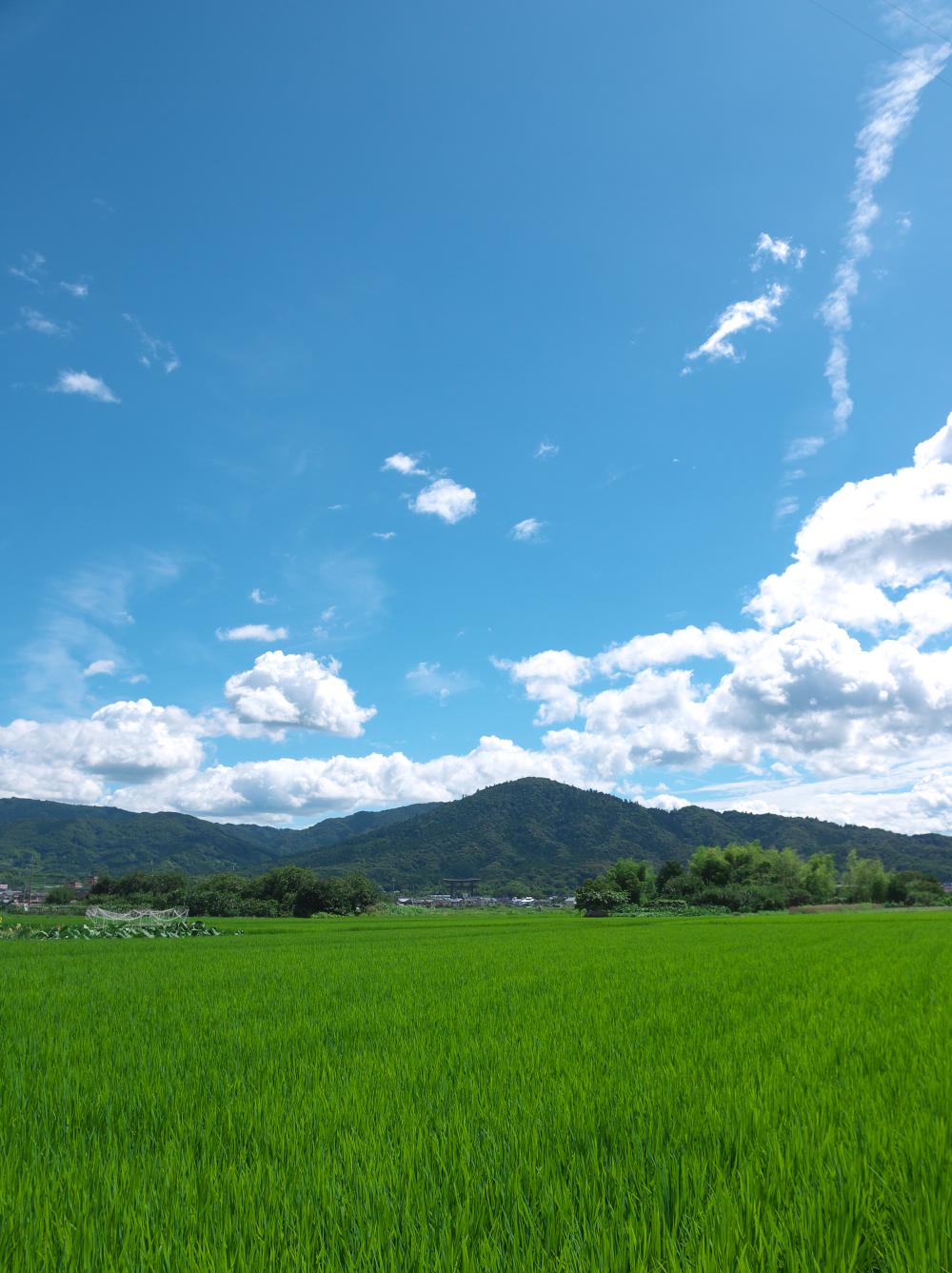 三輪の青田と大鳥居_b0161171_1193432.jpg