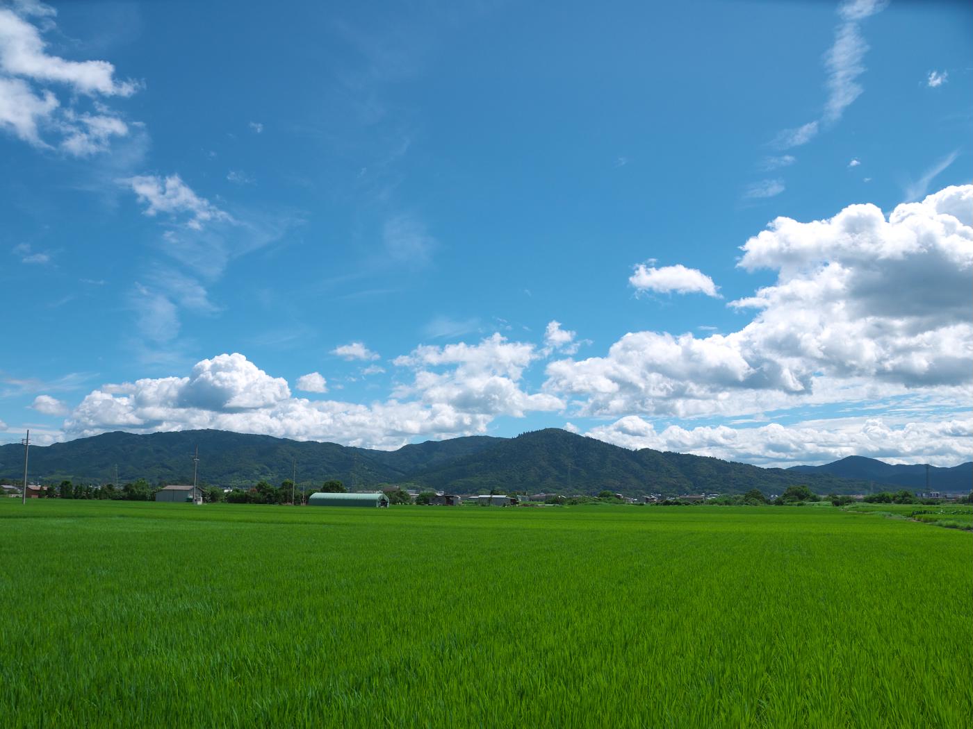 三輪の青田と大鳥居_b0161171_14561411.jpg