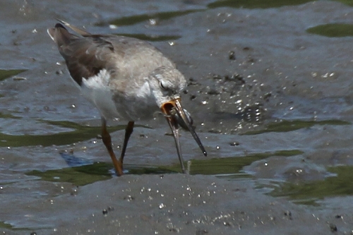 ★先週末の鳥類園(2014.8.2~3)_e0046474_1427118.jpg
