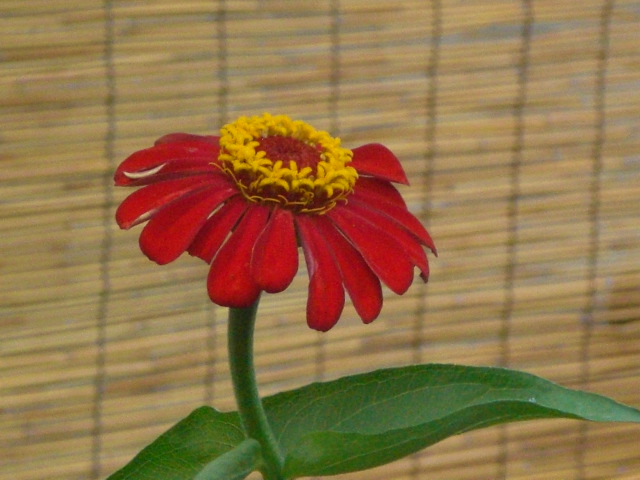 f0153475_96616.jpg