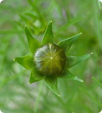 雑記 コスモスの蕾1 中 例文 不如 英5再 練習中 ほかの国のコトバ ８言語つまみぐい
