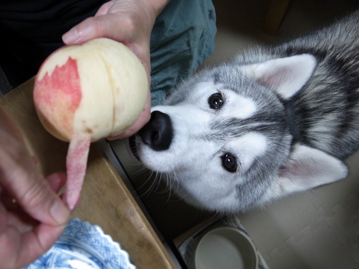 くだもの日和(びより) (^o^)_c0049299_20222770.jpg