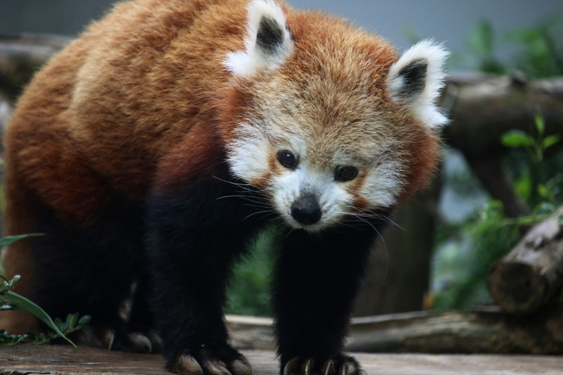 バナナワニ園のニシレッサーパンダ１ レサパン日和