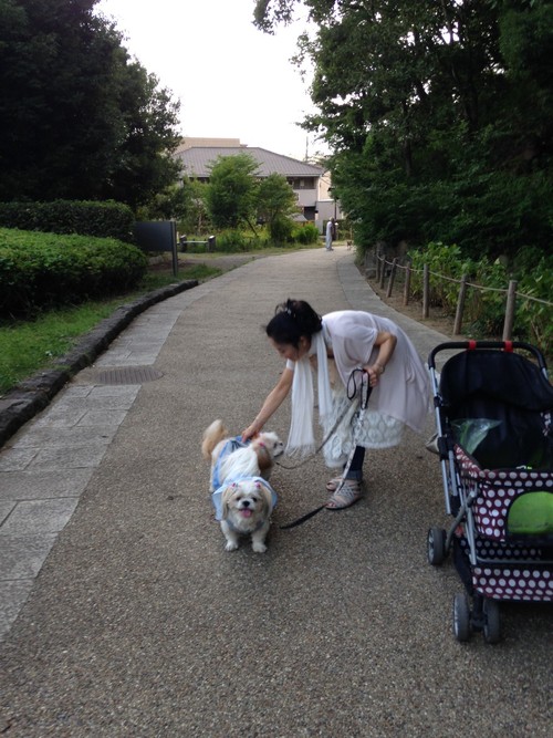 iPhoneで撮影の夕方の森林公園でのお散歩模様I went for a walk with dad_c0011204_21355444.jpg