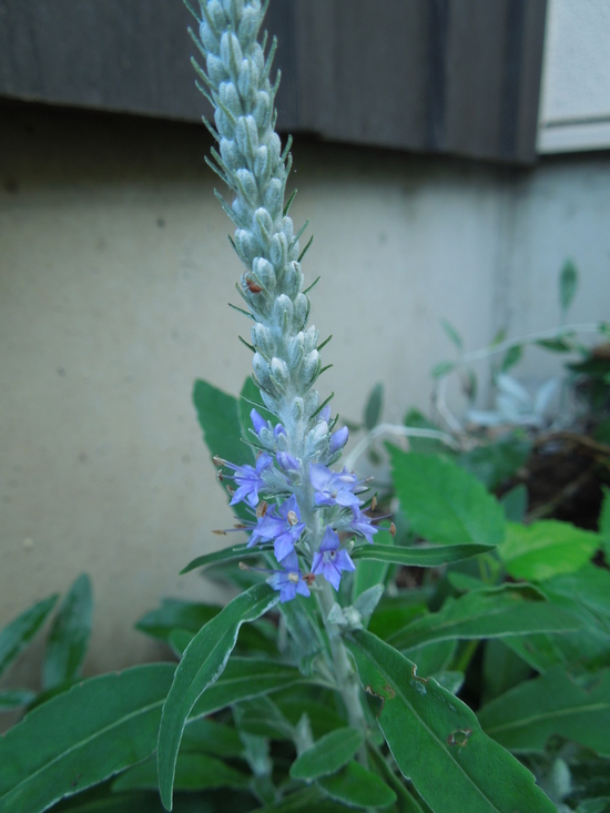 f0297809_2051410.jpg