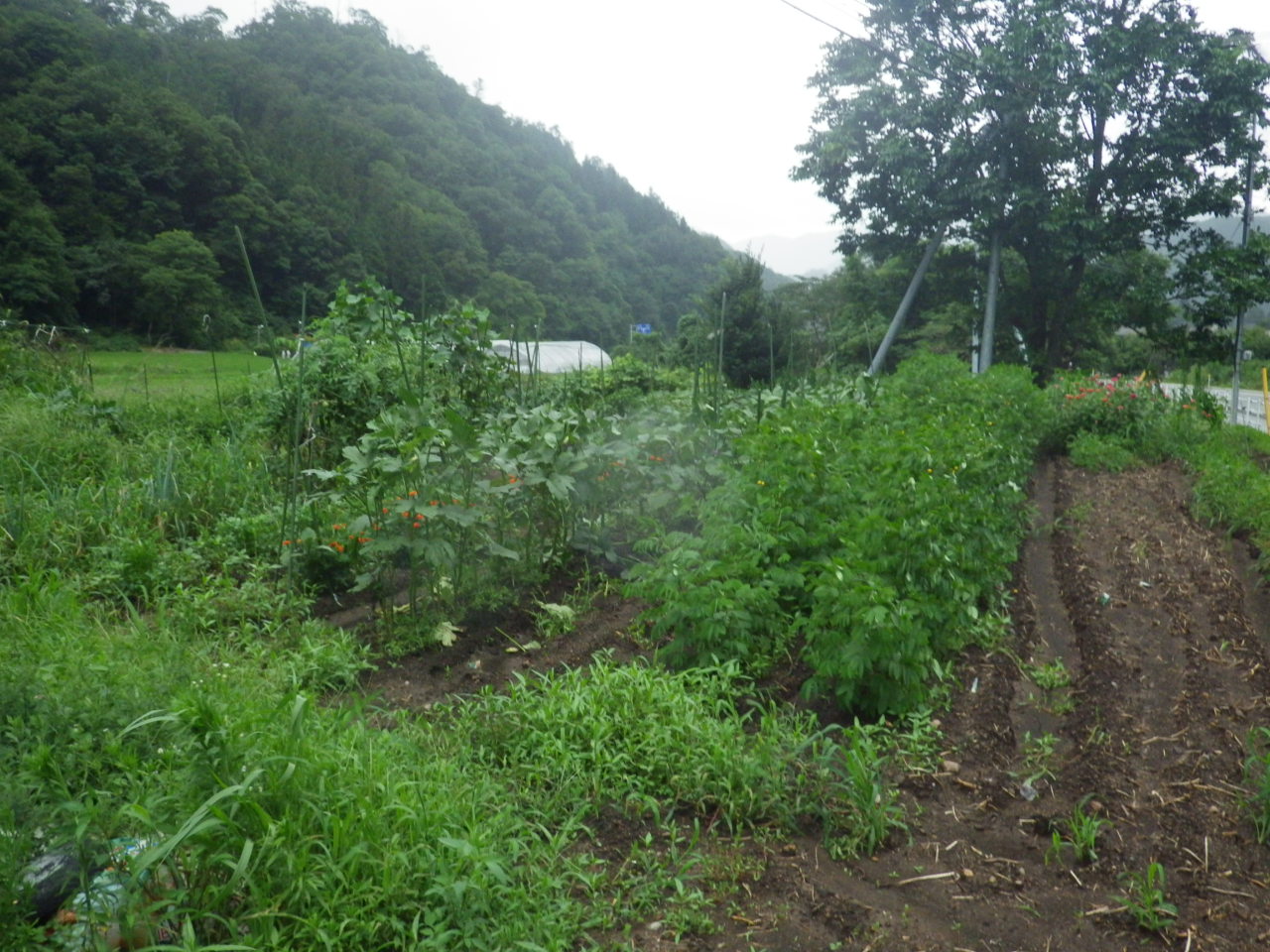 豪雨の後・・・。_c0300035_18323067.jpg