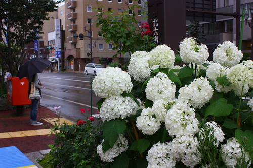 あじさい・ひまわり・コスモス花咲く釧路 8月7日_f0113639_1633563.jpg