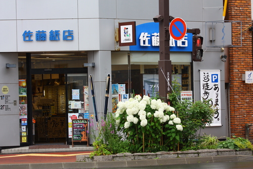 あじさい・ひまわり・コスモス花咲く釧路 8月7日_f0113639_164034.jpg