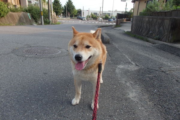 a0054240_23595919.jpg