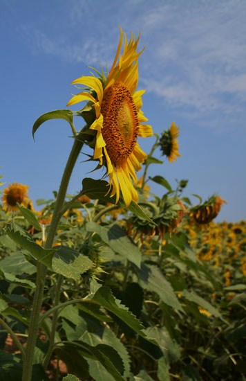c0093046_1155515.jpg