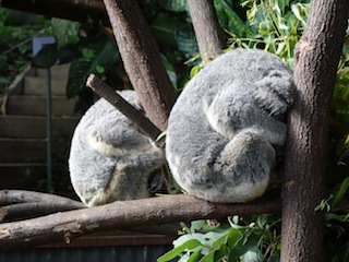 ５年ぶりのKuranda Koala Gardens_e0138350_22204059.jpg