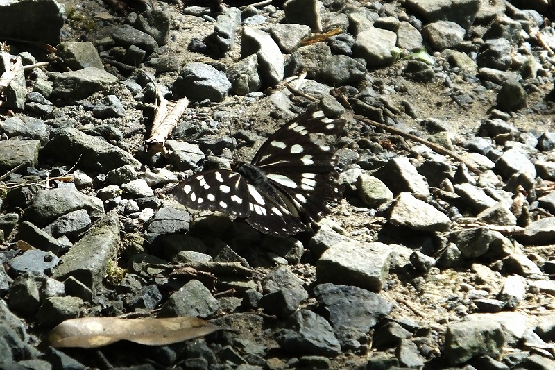 アオサギの親子？　ゴマダラチョウなど　　_b0236251_1433991.jpg