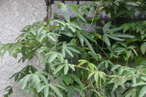 トケイソウの成長 つる植物生育日記