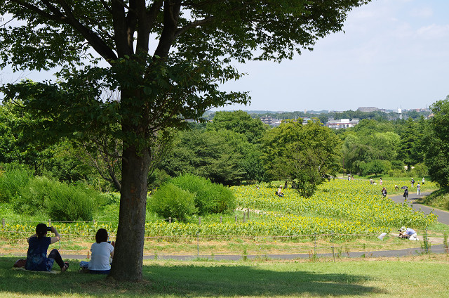 国営昭和記念公園 ヒマワリと夏雲と 東京雑派 Tokyo Zappa