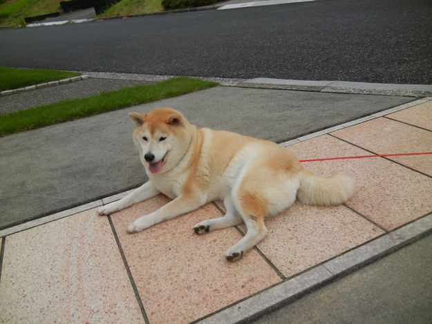 ’14,8,7(木)愛ちゃんが軽やかに歩いたよ!_f0060461_10203772.jpg