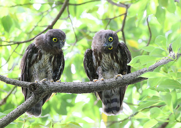 アオバズクに会いに西湘へ　Ⅱ_d0313867_21211032.jpg