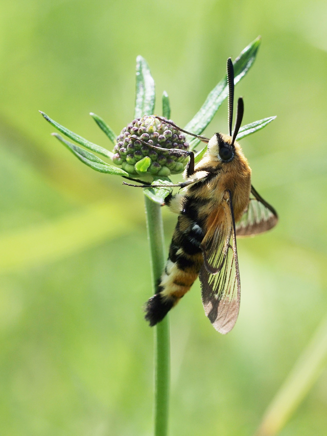 スカシバの仲間 90 Papillon 蝶の写真を撮っています