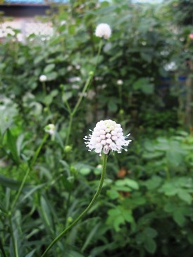 c0117898_16331615.jpg