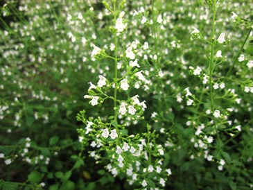 c0117898_16365087.jpg
