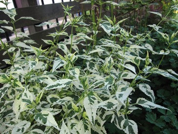 c0117898_16374142.jpg