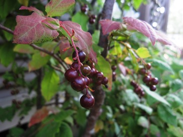 c0117898_16382040.jpg