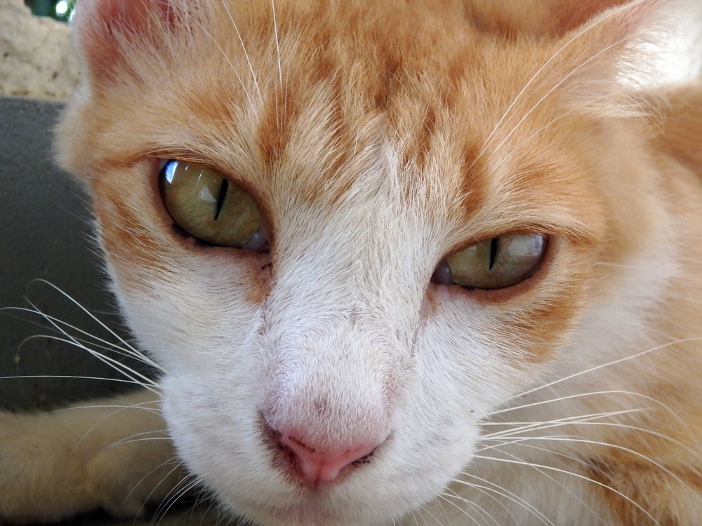 島の猫(2)_e0004009_2282953.jpg