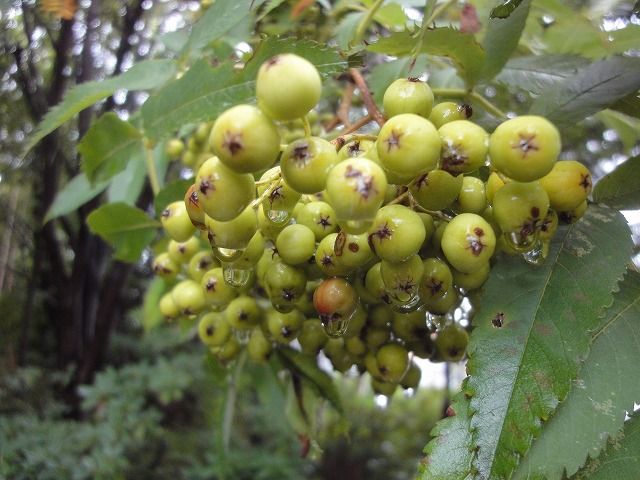 f0328313_11290934.jpg