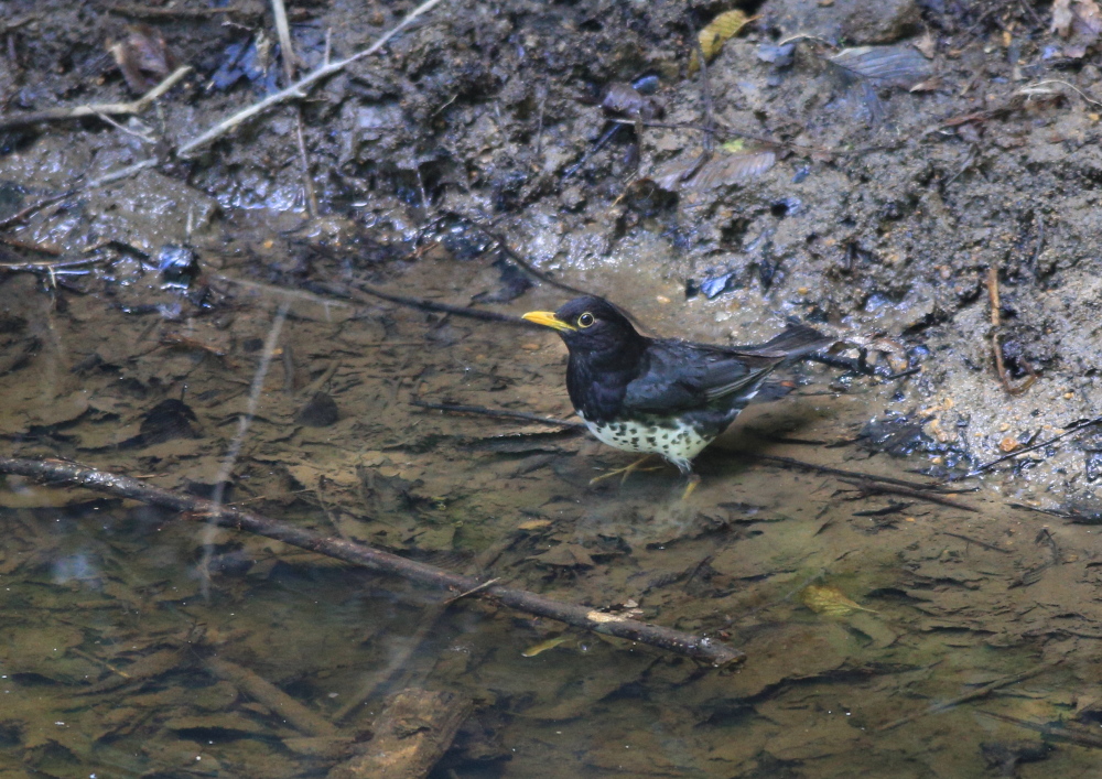 高原の水場で　クロツグミ♂_c0304040_22303165.jpg