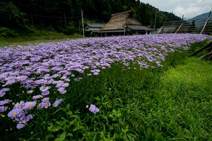 京北　満開の友禅菊　_c0153969_21444269.jpg