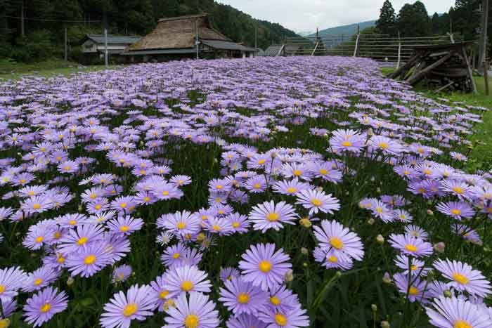 京北　満開の友禅菊　_c0153969_2144533.jpg