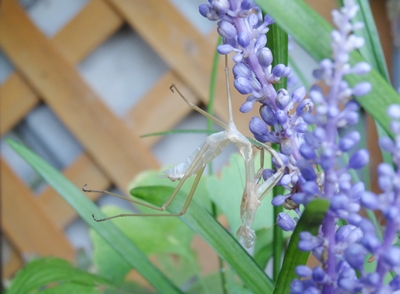 カマキリと友達に。_e0264374_15340270.jpg