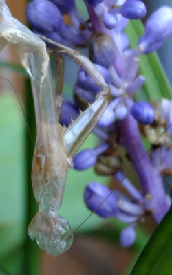 カマキリと友達に。_e0264374_15341149.jpg