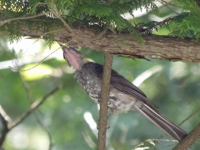 未知の野鳥か！？不気味な怪鳥が出現！_d0088184_2117047.jpg