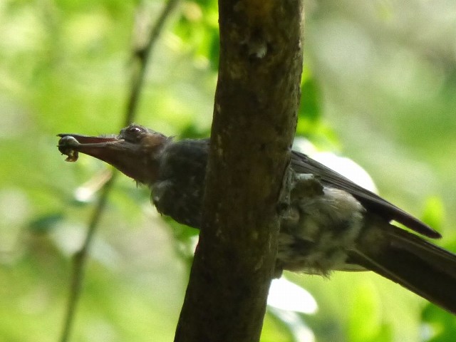 未知の野鳥か！？不気味な怪鳥が出現！_d0088184_21183288.jpg