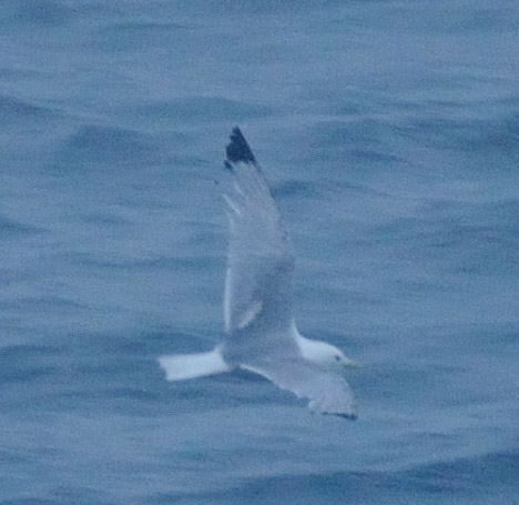 礼文島海鳥調査③_f0159390_9153550.jpg