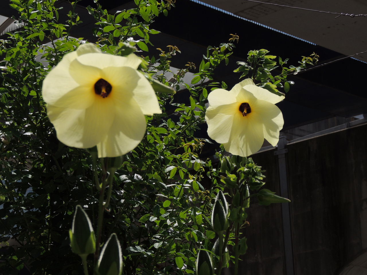 雲・高齢者昼食会・スズメ・カワラヒワ・黄蜀葵・月_d0261298_64856.jpg